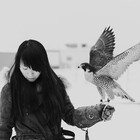 FalcoGallus