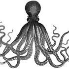 feedtheoctopus