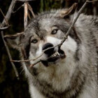 wolveskeeper
