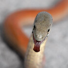 Redbubble profile picture for @snakes