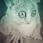 Koka-Koala