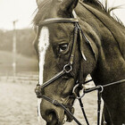 PonyLord