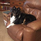 kinzzie