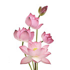 LotusPrintShop