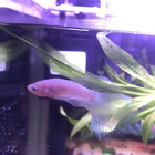 Elasmobranch