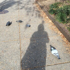 pigeonlesbian
