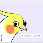 chickenthoughts