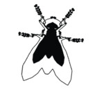 uberfliege