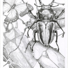 artiscia
