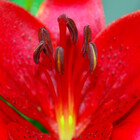 sjlphotography