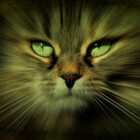 JodiPaynePhoto