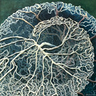diagnosisart