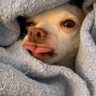 blubnug