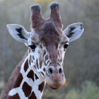 GiraffeGirl123