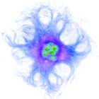 CellDivisionLab