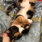 lucycatcriminal