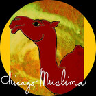 chicagomuslima