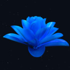 FlowerCustoms