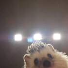 SnootyTheHedgie