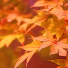 Naturelover21