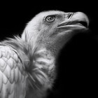 Birdwhispers