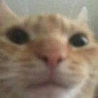 MattNovelli