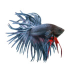 fishstickers