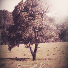 TreeAndRain