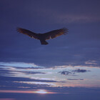 MysticRaven