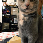meowsmolly