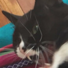 MissFannie