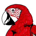 redyellowparrot