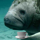 cupofmanatee