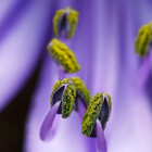 awimages
