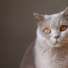 Borcat