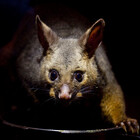 smokeypossum