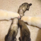 5FerretFrenzy17
