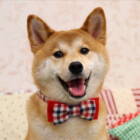 DoggorG