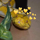 Nankles