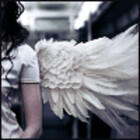 silverfeathers