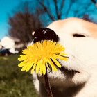 miawoohoo