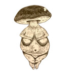 kendramycota