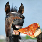 PizzaHorse