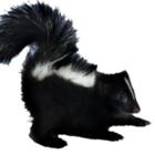 kamce