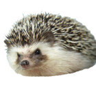 emilystjj