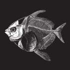 Lampichthys