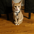 sarge-the-kitty