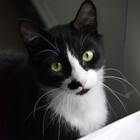 DrGoosetheCat