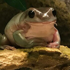 froggwizardd