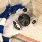 saltyhound
